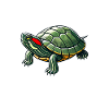 Turtle Red-eared Turtle