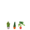 Botanist Never Sleeps, Funnier