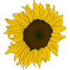 Radiant Sunflower