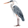 Heron Reiher