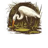 Heron Reiher