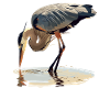 Heron Reiher