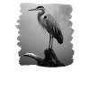 Heron Reiher