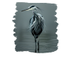 Heron Reiher