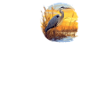 Heron Reiher
