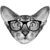 Oriental shorthair cat