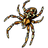 Cross spider