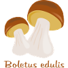 Autumn Mushrooms