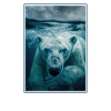 Polar Bear Eisbären Eisbär