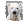 Polar Bear Eisbären Eisbär