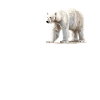Polar Bear Eisbären Eisbär