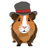 Cute guinea pig with hat