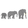 African Elephants