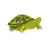 Turtle Red-eared Turtle