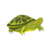 Turtle Red-eared Turtle