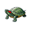 Turtle Red-eared Turtle