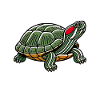 Turtle Red-eared Turtle