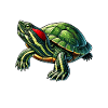 Turtle Red-eared Turtle