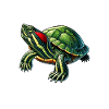 Turtle Red-eared Turtle