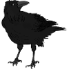 A crow