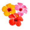 Hibiscus Trio - Tropical Flowers