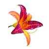 Tropical Daylily - Hemerocallis Bloom