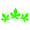 leaves