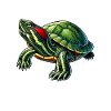 Turtle Red-eared Turtle