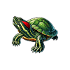 Turtle Red-eared Turtle