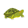 Turtle Red-eared Turtle