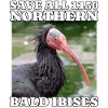 Save Northern Bald Ibis