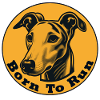 Whippet né pour courir