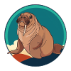 Walrus Alaska