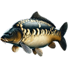 Carp