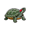 Turtle Red-eared Turtle
