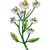 Blumen