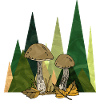 Fungi