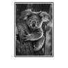 Koalas Koala