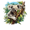 Koalas Koala