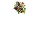 Koalas Koala