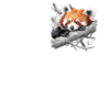 Red Panda Little Pandas Little Red Panda