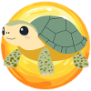 Turtle Schildkröte Tortuga