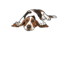 Basset Hound Gifts