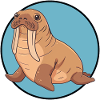 Walrus Sea Creatures Arctic