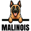 Belgian Malinois Belgian Malinois