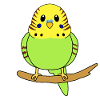 Budgerigar