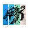 Hawksbill Turtle Karettschildkröte