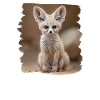 Fennec Fox Fenneks Fennek