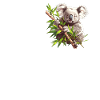 Koalas Koala