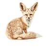 Fennec Renard Fenneks Fennek